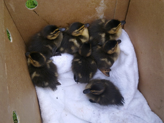 Ducklings