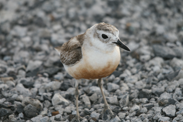 nz dotterels