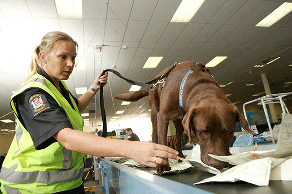 Cash sniffing dogs