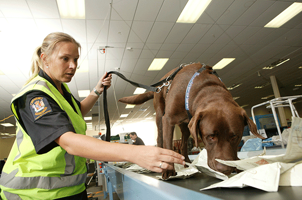 what do dogs sniff for at the airport